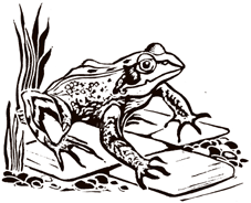 Frog linocut