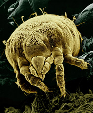 Adult type louse