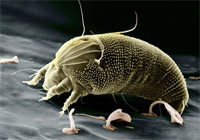 Type Lice